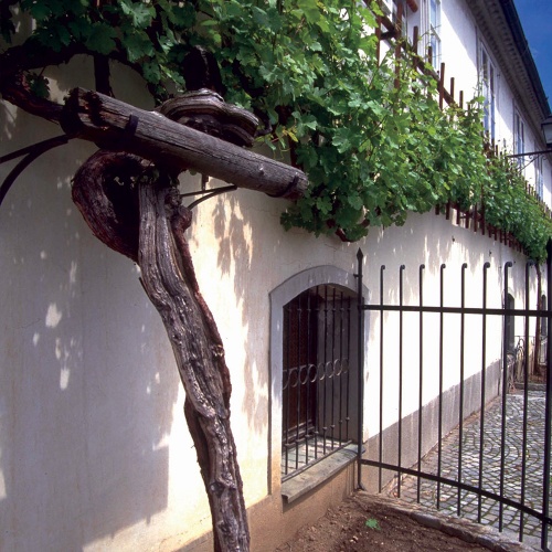 The Old Vine in Maribor